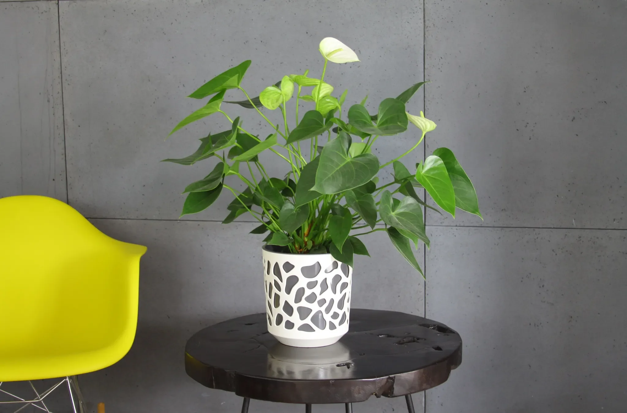 Blumentopf „DUET“ – creme, zweifarbiges Design